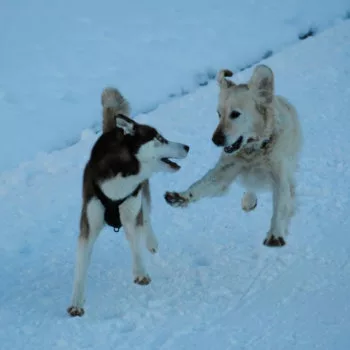 Im Schnee toben 2 Hunde. heller Labrador springt mit allen 4 Pfoten gestreckt in die Luft und versucht so einem neben ihn laufenden ihn überholenden Husky zum bremsen zu animieren.