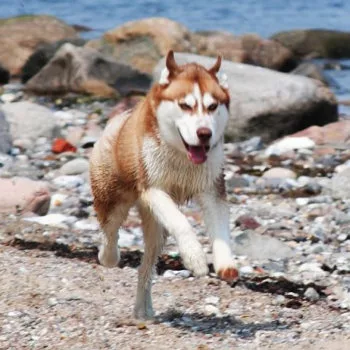 Auf dem Strand, vor der Kulisse von grossen Steinen rennt im ausgestreckten Galopp ein nasser Sibirischer Husky der Kamera frontal entgegen.