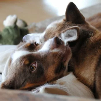 Auf dem Boden, eingekuschelt in einem beigen Kissen, liegt ein Australian Sheppard in den Farben Braun und Weiss und wird mit dem Kopf eines braunen sibirischen Husky umarmt.