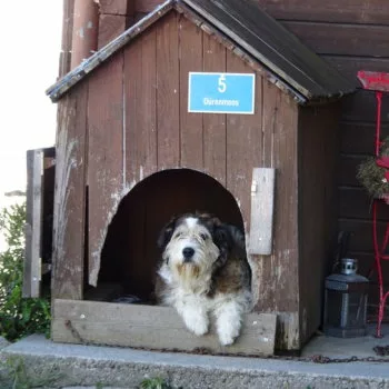 In einer Hundehütte aus Holz die verwittert ist, schaut ein Mischlingshunde hervor. Beide Vorderpfoten liegen auf dem Rand der Hütte. Neben der Hütte steht ein roter Gartenstuhl und ein Windlicht aus Aluminimum am Boden.