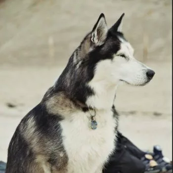 Auf dem Strand sitzt ein schwarz/weisser Husky mit geschlossenen Augen und trotzt dem Wind und Sand der ihm ins Gesicht pustet.