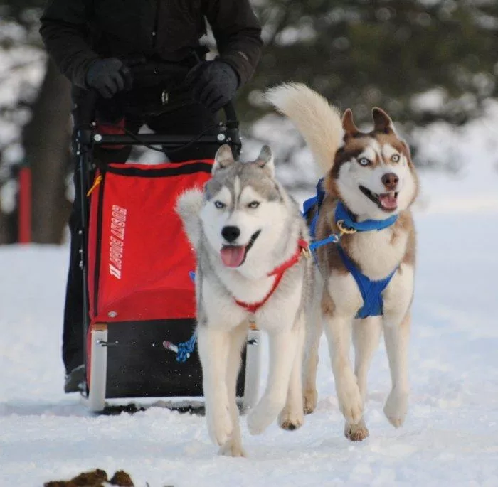 Vor einem knallroten Schlitten, ziehen 2 sibirische Husky eine in Schwarz gekleidete Person durch den Schnee.