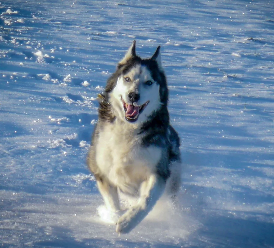 Ein alter schwarz-weisser Husky Rüde rennt im raschen Tempo den schneebedeckten Hang herunter.