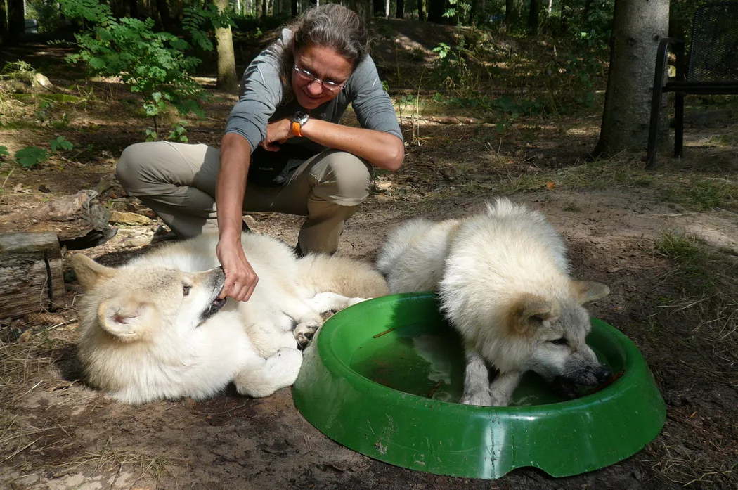 Im Wald liegen 2 Polarwölfe. Der eine spielt im Wasser in einem Kinderplanschbecken und der andere kaut behutsam auf den kleinen Finger einer Frau, die darüber kniet und gekleidet ist in einer beigen Outdoorhose und einem grauen T-Shirt.