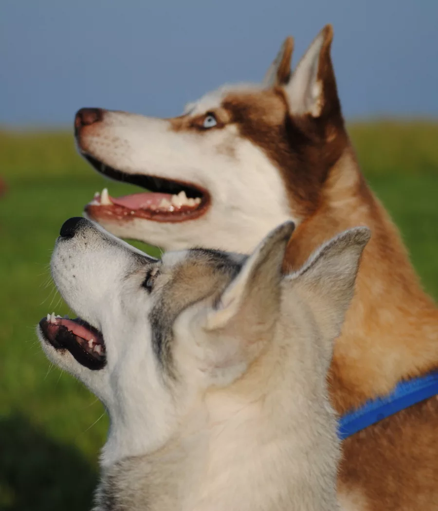 2 sibirische Husky schauen hoch in den blauen Himmel. Im Vordergrund ist der Husky von Hinten auf den Kopf zu sehen und im Hintergrund schaut seitlich ein Kupferroter Husky mit blauen Augen seitlich in die Kamera.