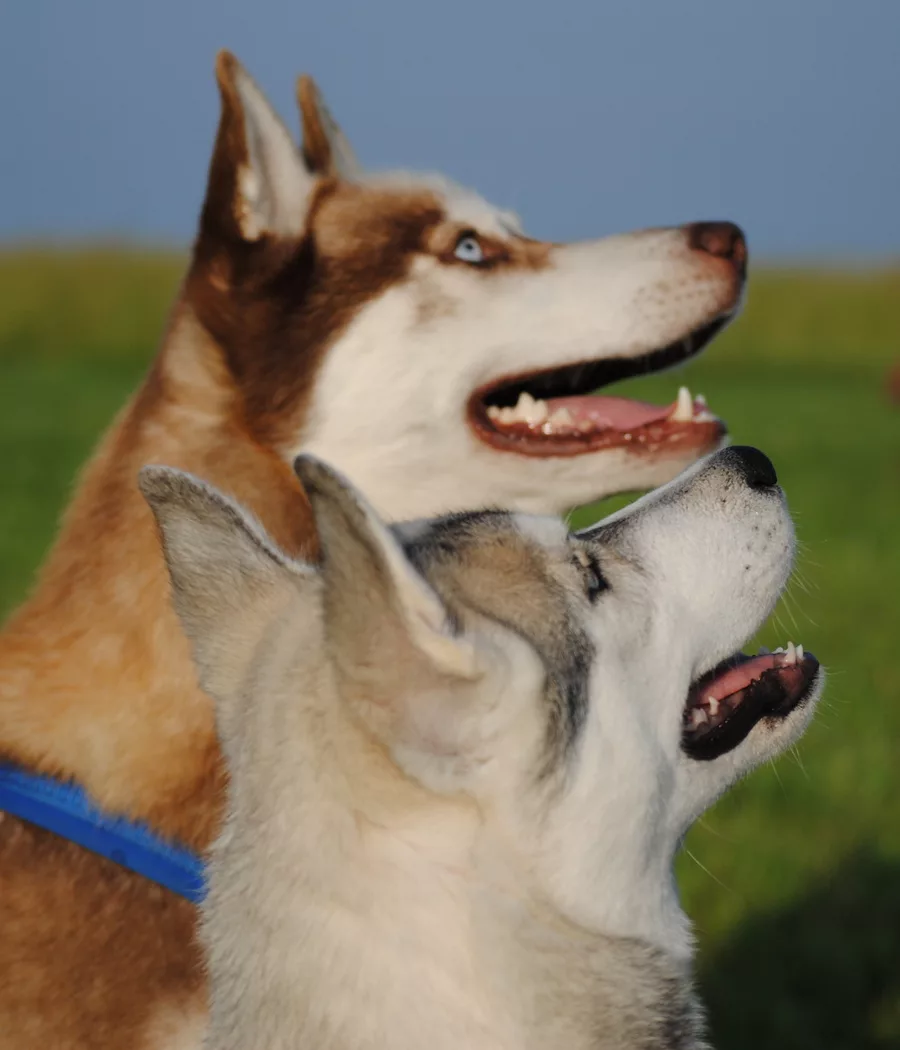 Ein junger und ein älterer Husky schauen zur Seite. Der Kupferrote hat blaue Augen und der zweite Husky ist cremfarbig und grau.