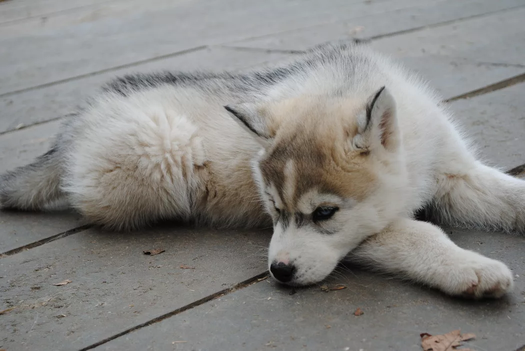 Auf einem Holzboden mit breiten Dielen liegt ein kleiner beiger Husky Welpe