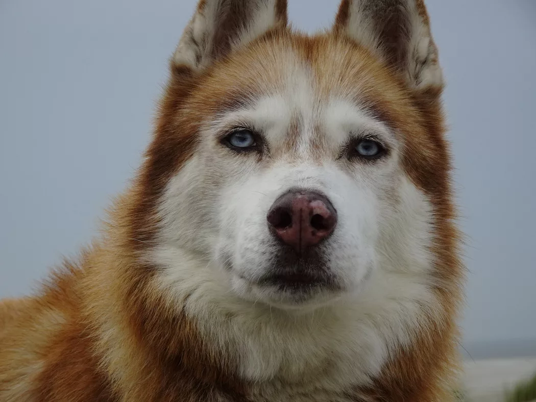 Eine Grossaufnahme eines alten Sibirischen Husyky der frontal in die Kamera blickt und seine blauen Augen leuchten und er hat eine typische Schneenase