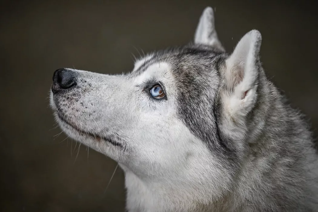 Seitliche Portaitaufnahme eines Hundekopfs der Rasse sibirischer Husky. Die Augen sind zur Hälfte braun und blau. Das Fell ist grau/weiss