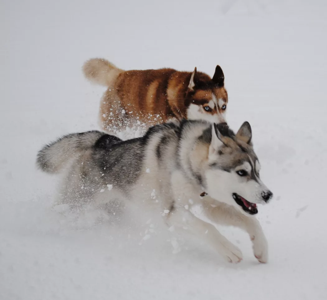 Im Schnee rennen im gestreckten Galopp 2 sibirische Husky. Im Vordergrund in grau und der hintere ist kupferrot.