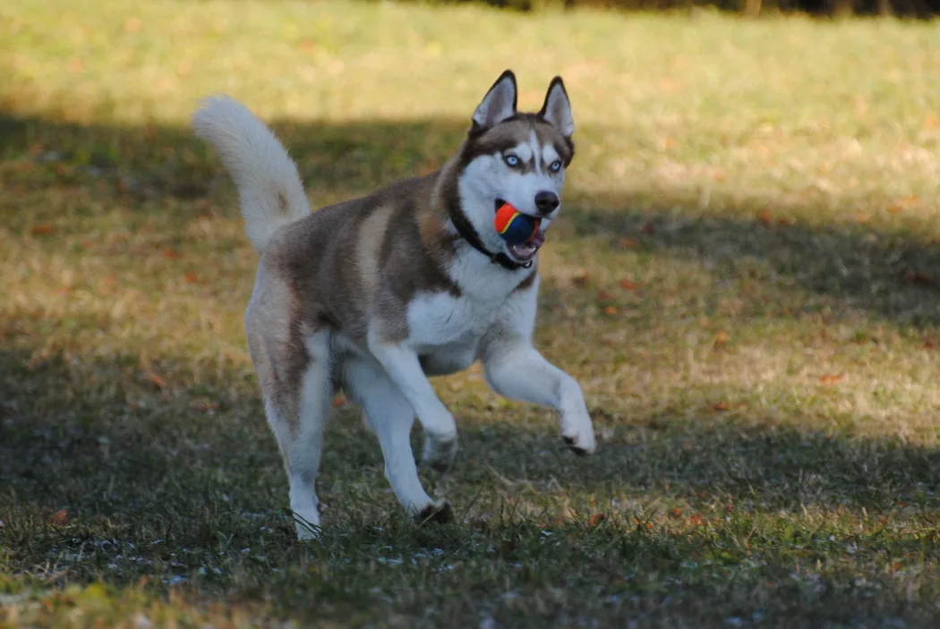 Auf der grünen Wiese rennt ein roter sibirischer Husky mit einem bunten Ball im Mund. Er apportiert diesen.